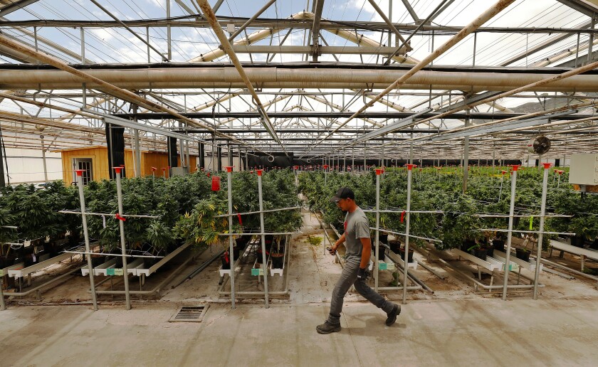 Marijuana plants in Santa Barbara County