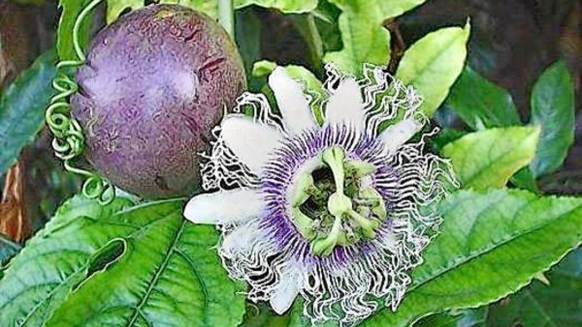 passion flower fruit