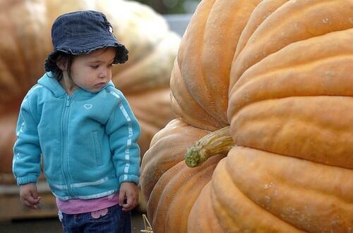 Giant Pumpkin Festival