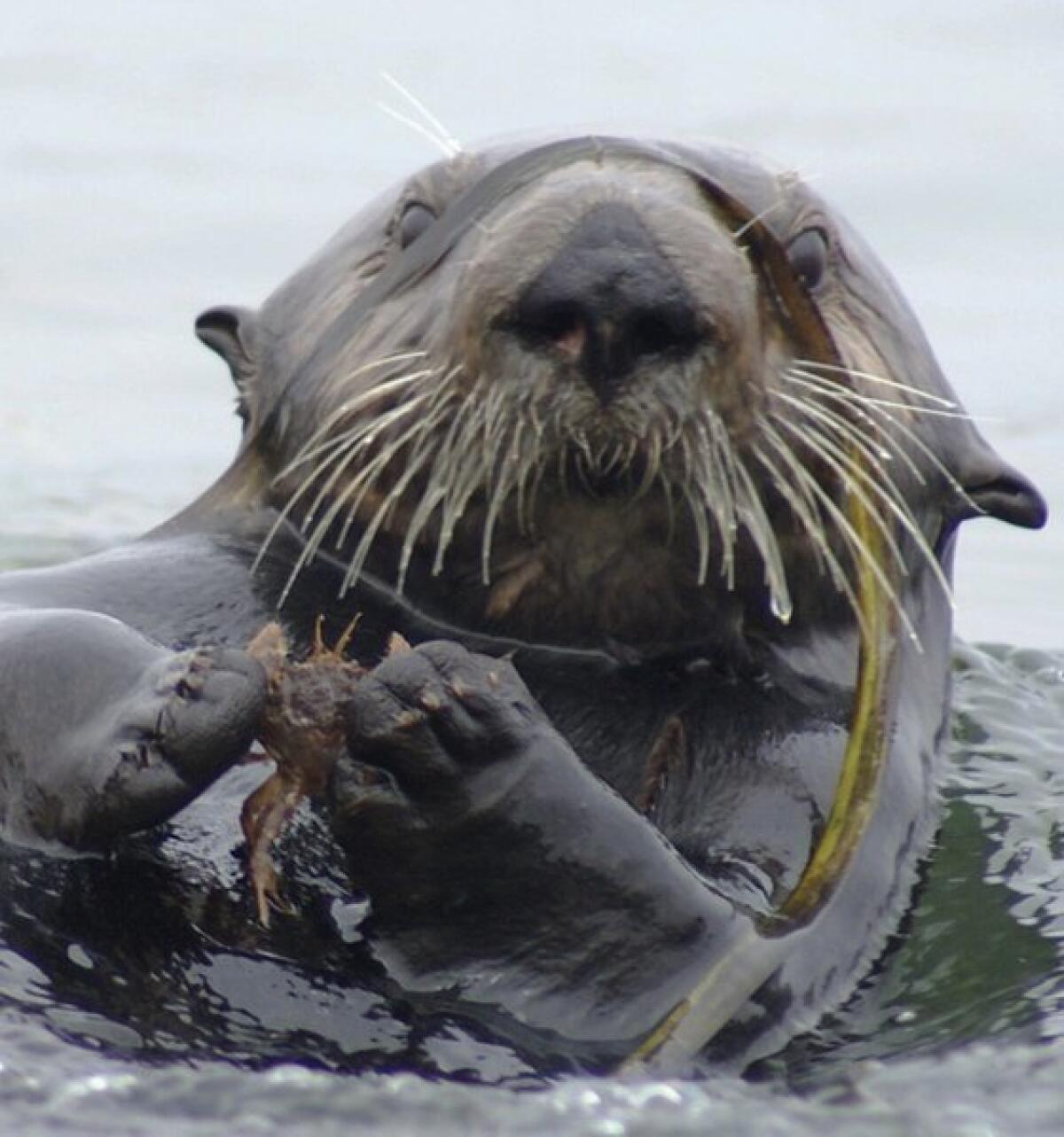 A study links sea otters to improved seagrass growth in Elkhorn Slough, a major estuary in Monterey Bay.