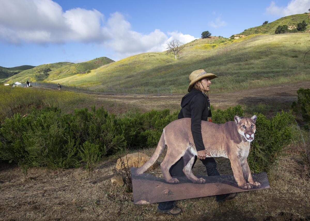 A woman walks, carrying a likeness of a mountain lion. In the background are green hills and a trail.