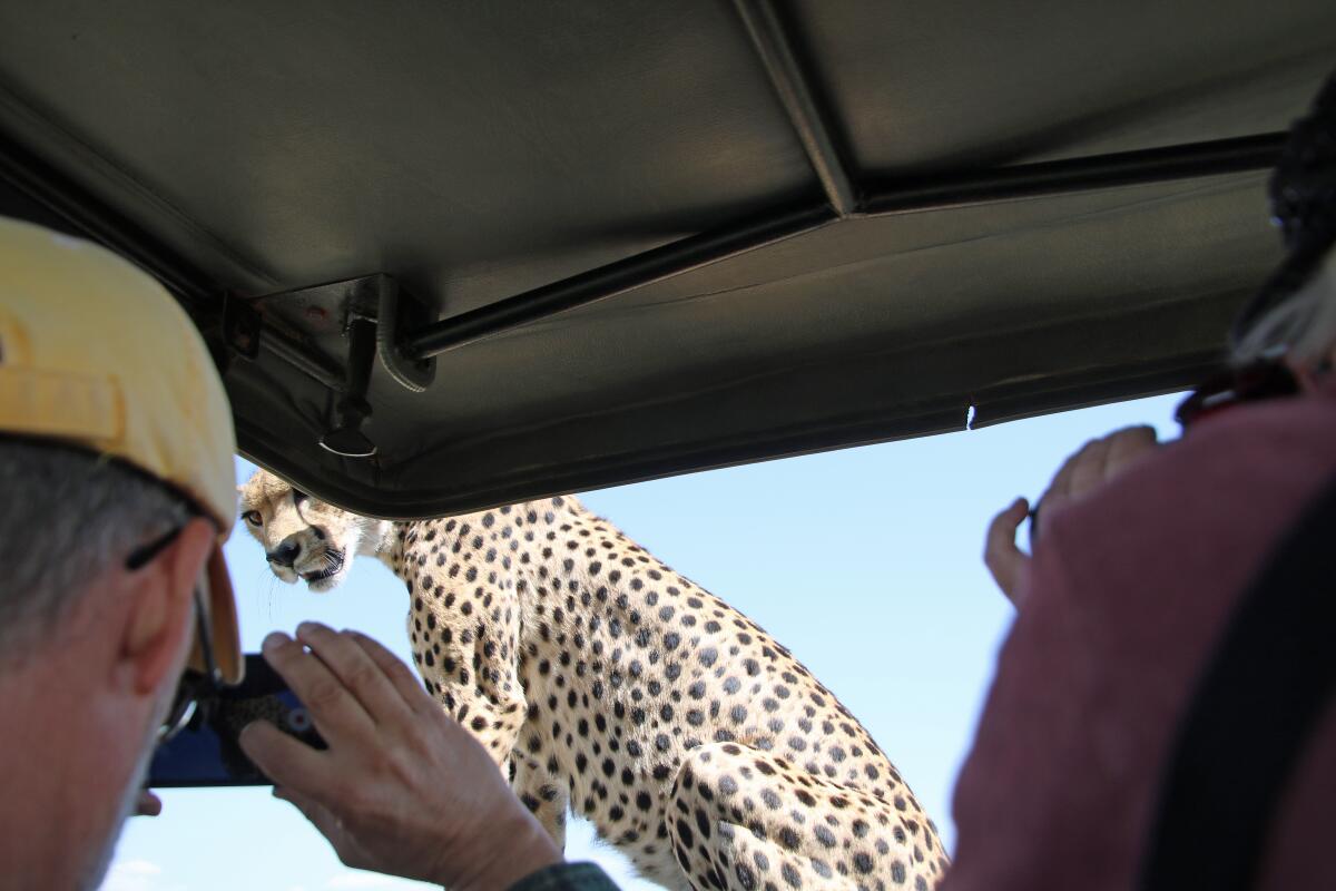 Cultural Fabric: The Maasai's Shuka - G Adventures