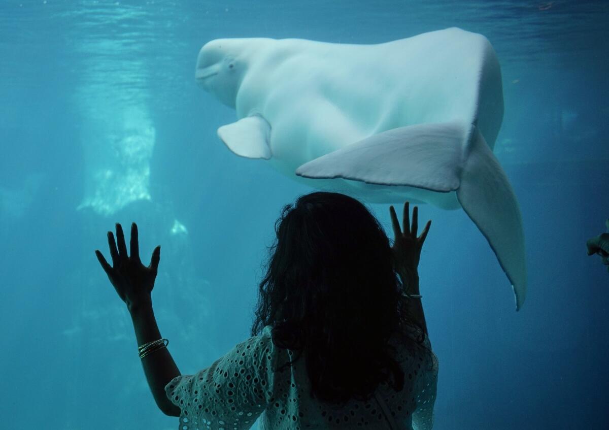 A girl at SeaWorld stands with her hands on the glass, looking at a beluga whale.