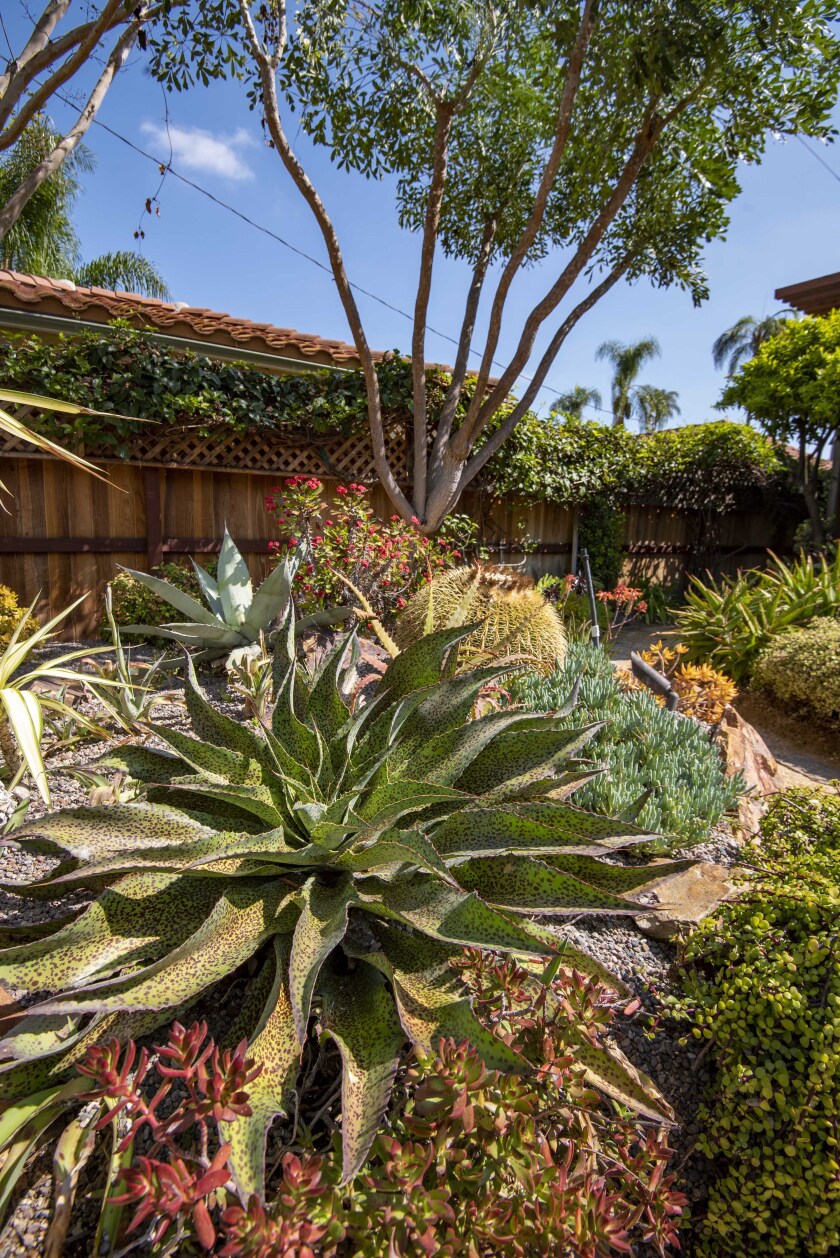 A collection of impressive succulents in a special garden.