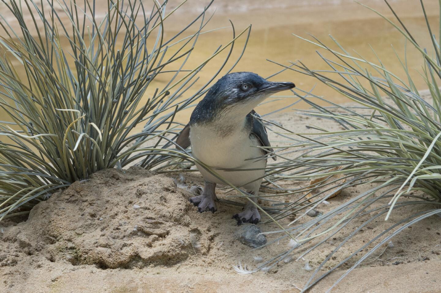 A "little penguin" chick is shown in its habitat at the Bronx Zoo in New York on July 25, 2016. Hatched on May 10, 2016, it is the first "little penguin" born there in the zoo's 120-year history.