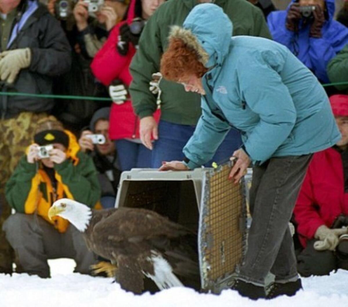 Jean Keene releases a rehabilitated bald eagle in 2001 into the Alaska Chilkat Bald Eagle Preserve.