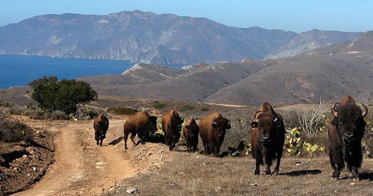 catalina island bison tour reviews