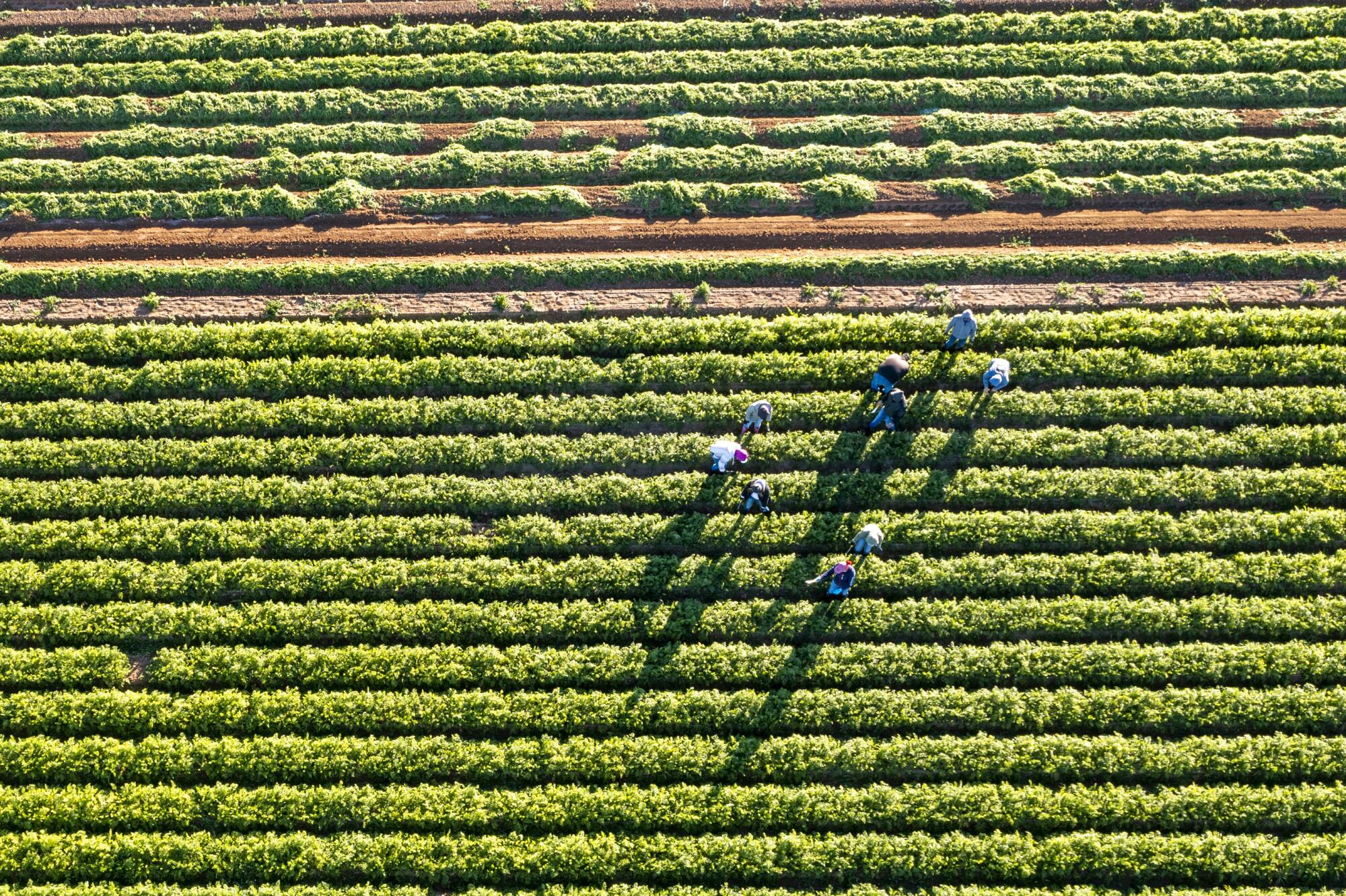 An aerial view of farmworkers.