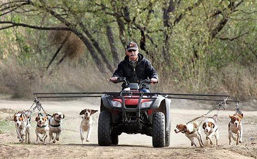 Dog trainer Paul Doiron "roads" his Brittany bird dogs along a levy in the newly restored wetlands behind Prado Dam near Corona. Part of the 460-acre wetlands is leased to local duck hunting clubs. The wetlands will act as a filtration system, removing nitrates and improving water quality for millions of people in Orange County.