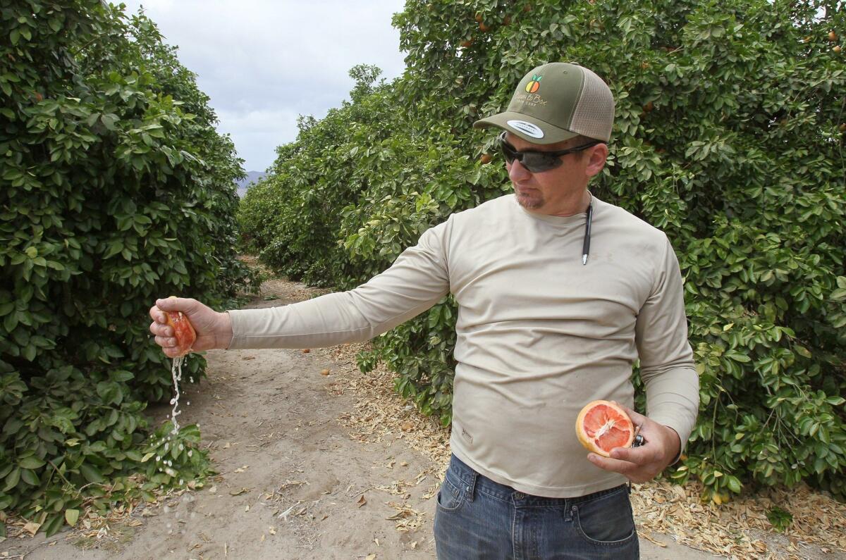Ryan Fancy, manager at Seley Ranch, squeezes a just-picked grapefruit. — Charlie Neuman