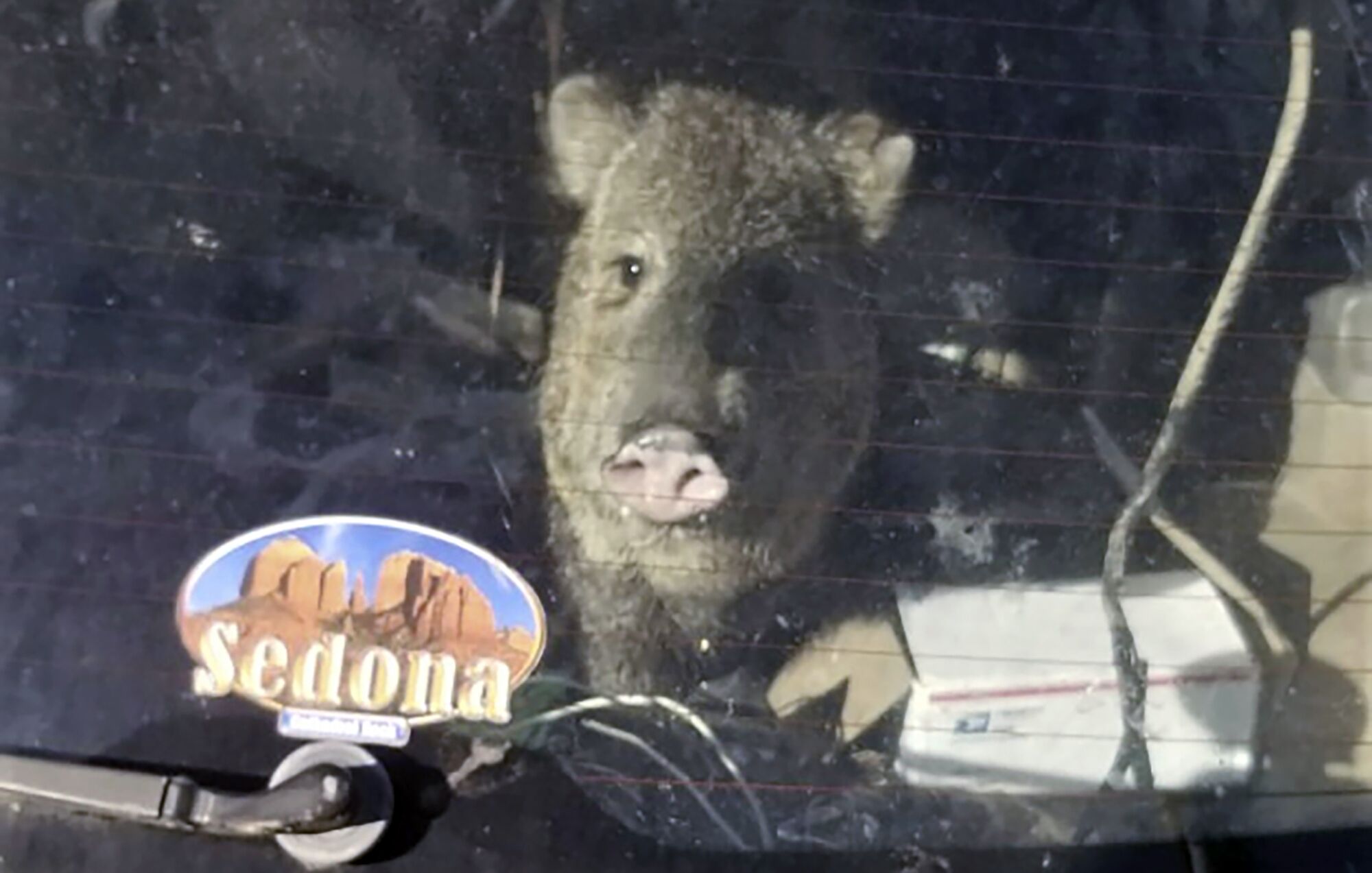 A javelina looks out from inside a Subaru