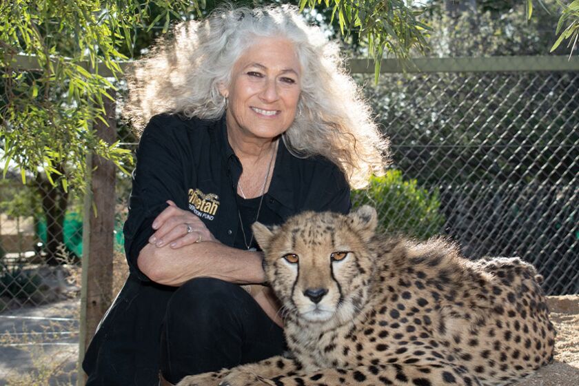 Laurie Marker, executive director for the Cheetah Conservation Fund in Namibia, will speak Friday at Wild Wonders in Bonsall.