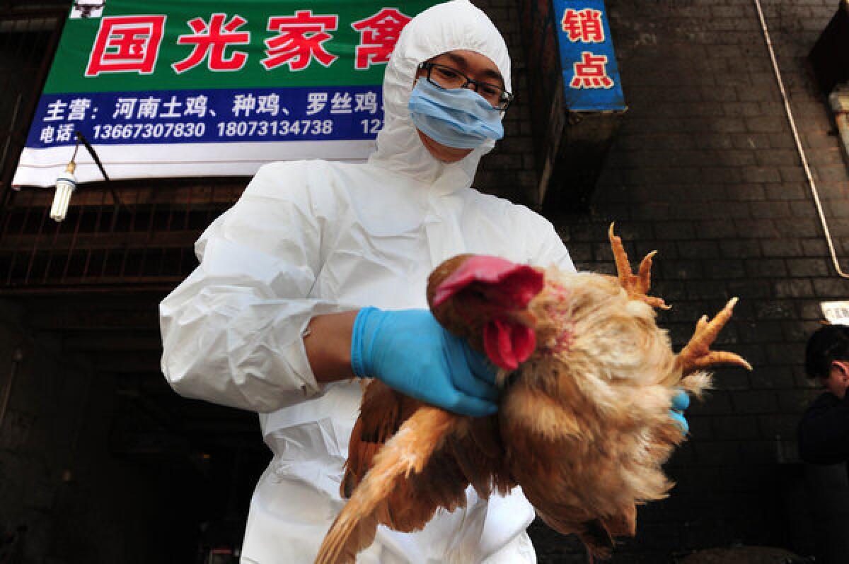 A technician from the Changsha Animal Disease Prevention and Control Center samples and tests birds Sunday in a market in Changsha, in central China's Hunan province. The World Health Organization said Monday that there is no evidence China's bird flu is spreading between humans, but Chinese remain jittery over the outbreak that has killed seven people.