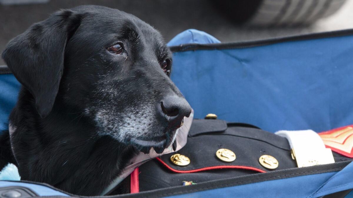 Cena, a 10-year-old black Labrador diagnosed with terminal bone cancer, served three tours in Afghanistan with the U.S. Marines.