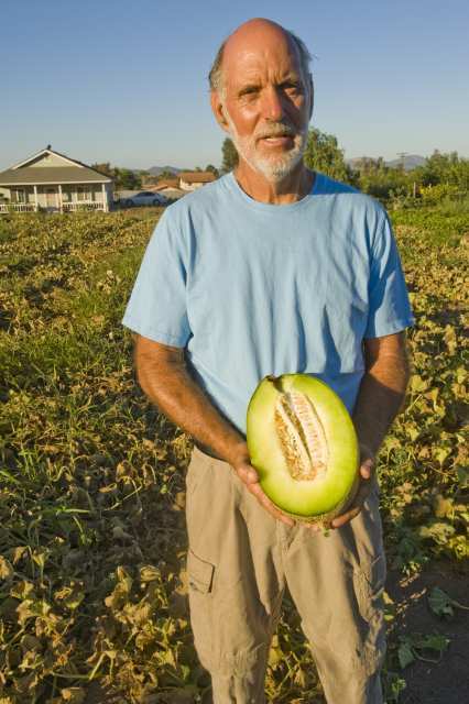 Melon harvest