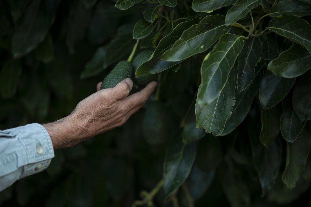 A man's hand pulls an avocado from among the leaves of a tree.