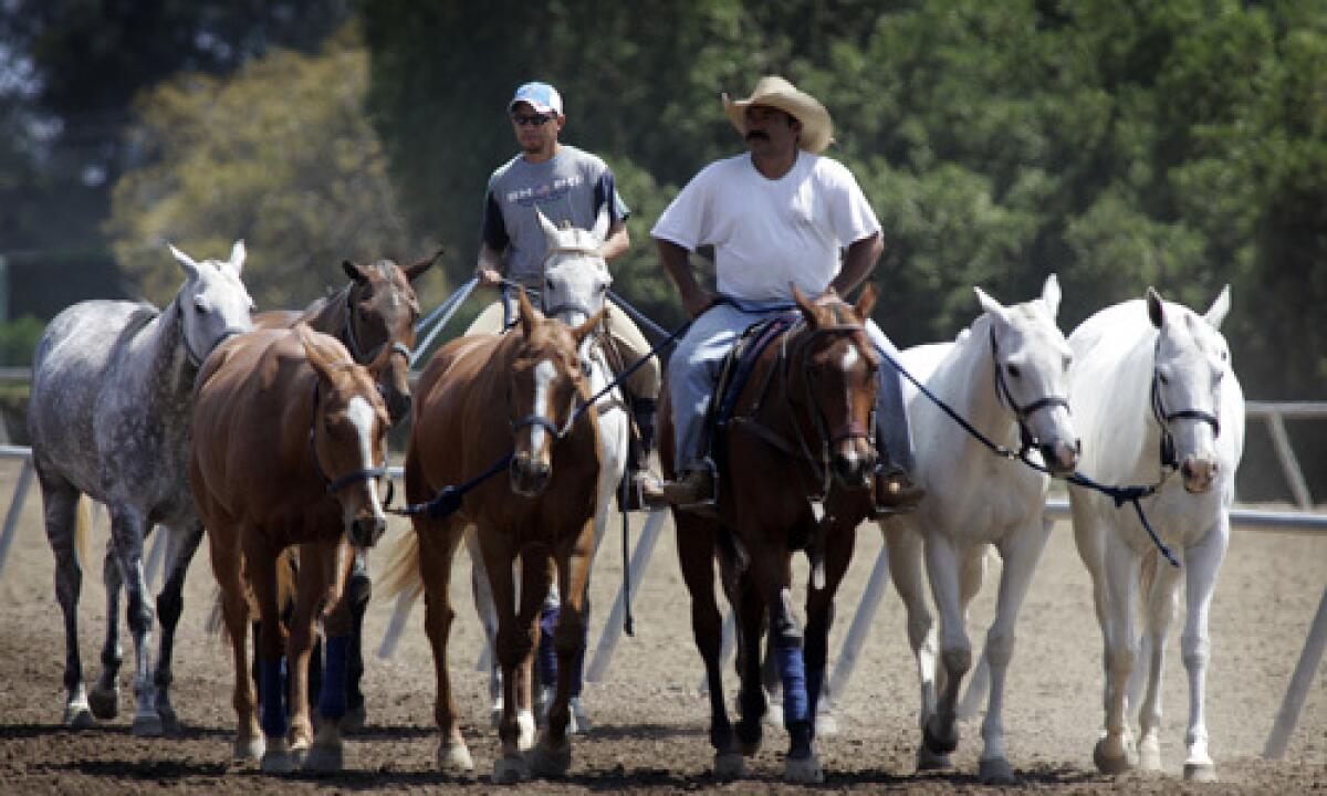 Trainers exercise polo horses at the Santa Barbara Polo Club in Summerland.