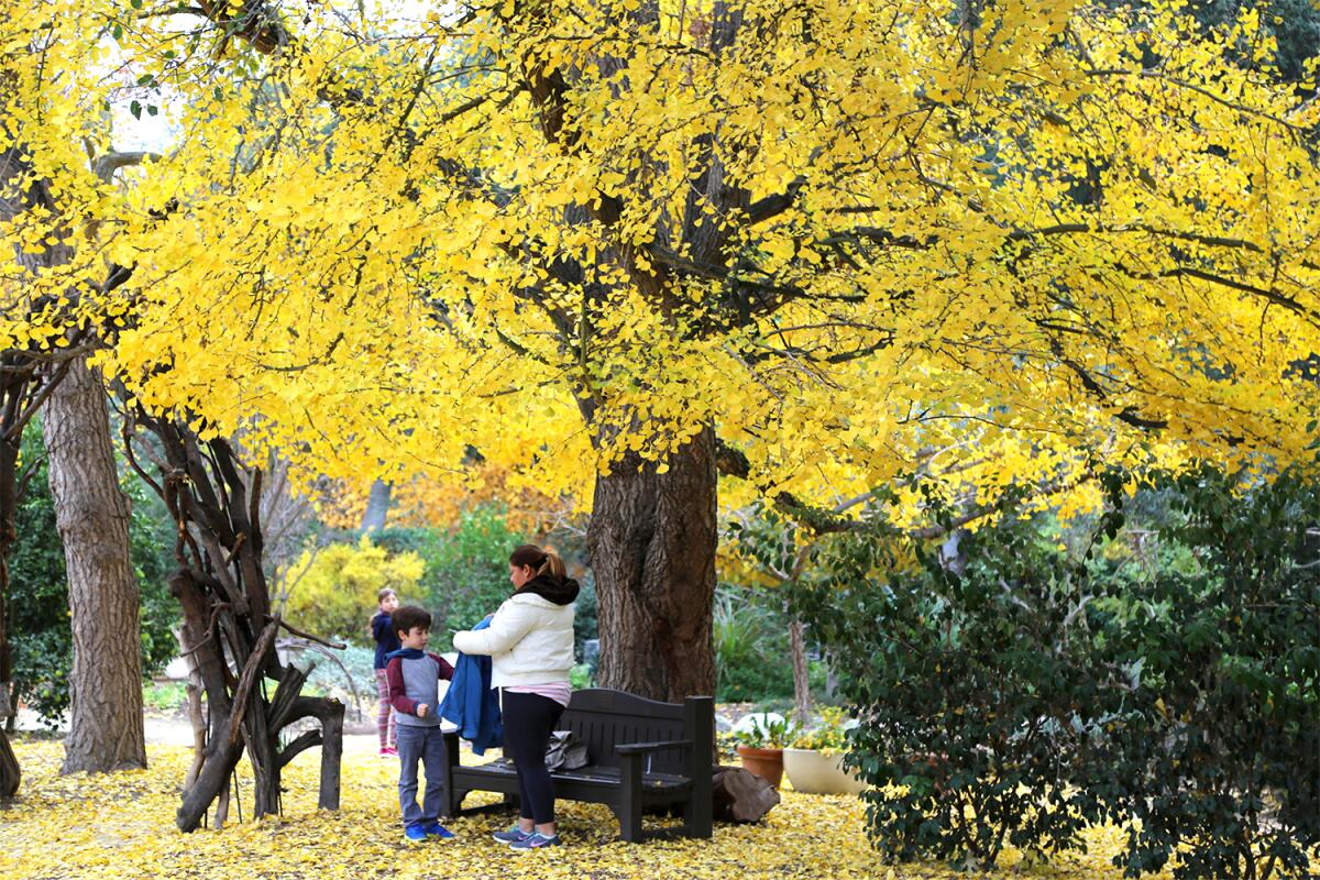 Golden yellow ginkgo trees at Descanso Gardens 