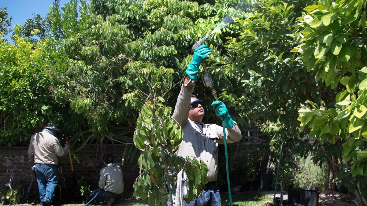 State agricultural officials no longer can spray public and private property to combat insects, such as the Asian citrus psyllid in these backyard trees in San Gabriel, where an outbreak of citrus greening disease, or HLB occurred in 2015.