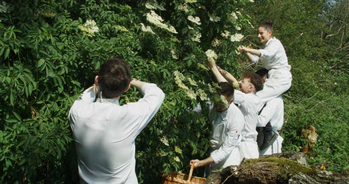 Several young chefs pick flowers from a large shrub.