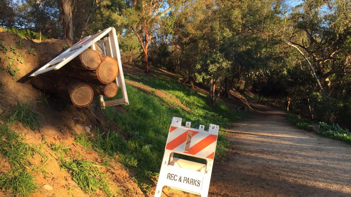 The remnants of a fallen tree in Elysian Park on Thursday morning. The tree had fallen on the popular hiking path near Dodger Stadium.