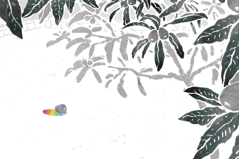Below a loquat tree sits a single loquat with a rainbow shadow.