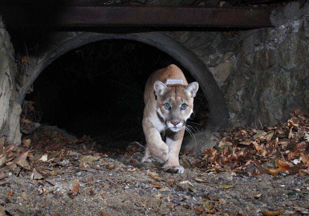A photo of a cougar emerging from a cave