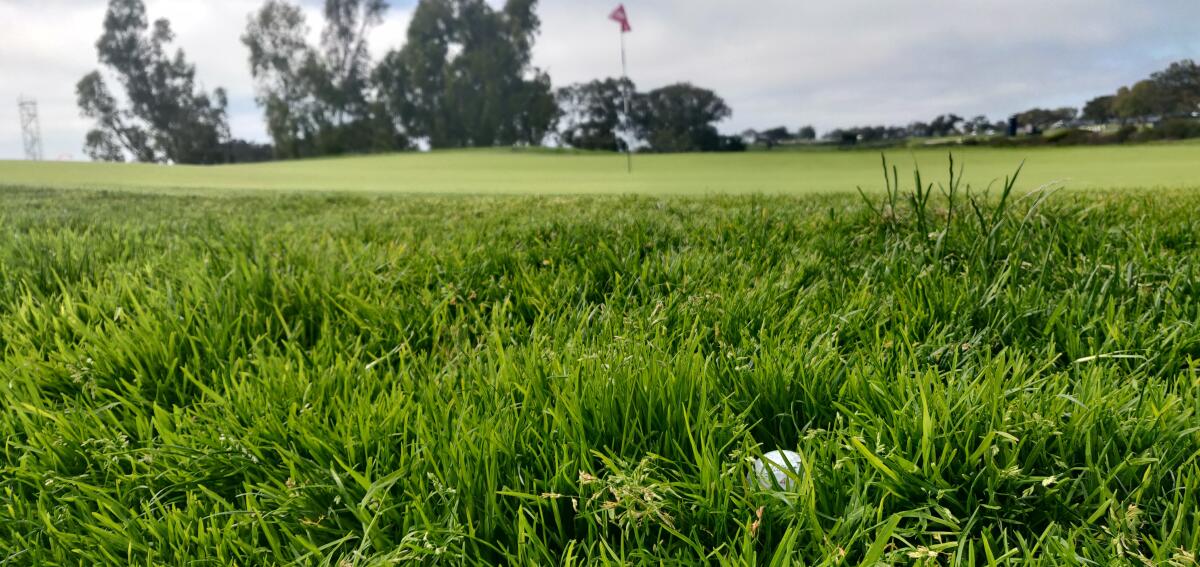 The rough around the 11th green at Torrey Pines South is deep and thick.