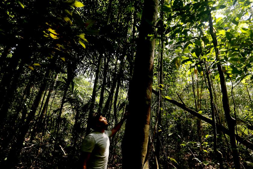 TUMBIRA, BRAZIL, CALIF. - SEPT. 22, 2021. Giovane Garrido Mendonca is a tourguide in the Amazon even though he comes from a long line of loggers who harvested timber from the jungle near Tumbira, Brazil. "I'm 24 years old," he said. "And I've never cut down a single tree." In 2008, the government turned hundreds of thousands of acres of rainforest around Tumbira into a "sustainable development reserve." To dissuade residents from foresting, a non-profit helped the village open an eco resort. (Luis Sinco / Los Angeles Times)