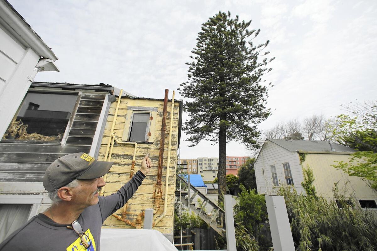 Richard Worn shows the pine tree that he and neighbors fought to save.
