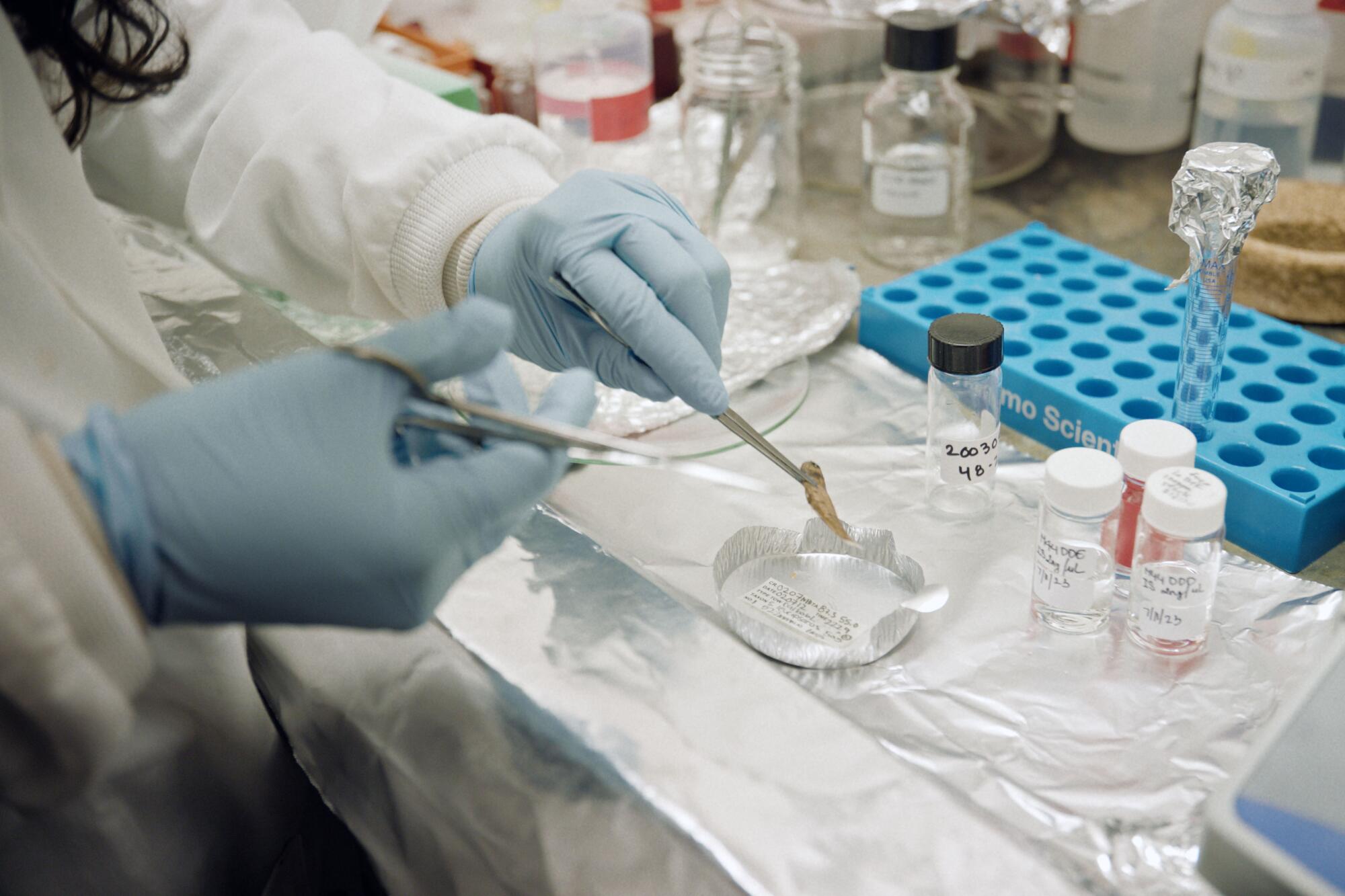 A scientist wearing blue gloves prepares a tiny fish for analysis.