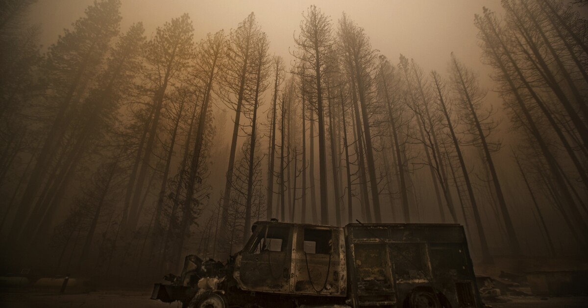 Perubahan iklim sekarang menjadi pendorong utama cuaca kebakaran hutan