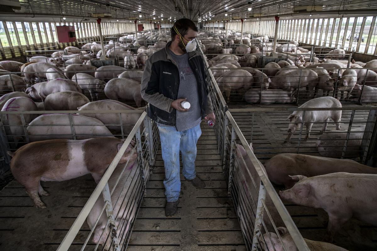 Hog farmer Jacob Anderson walks among fenced-in pigs