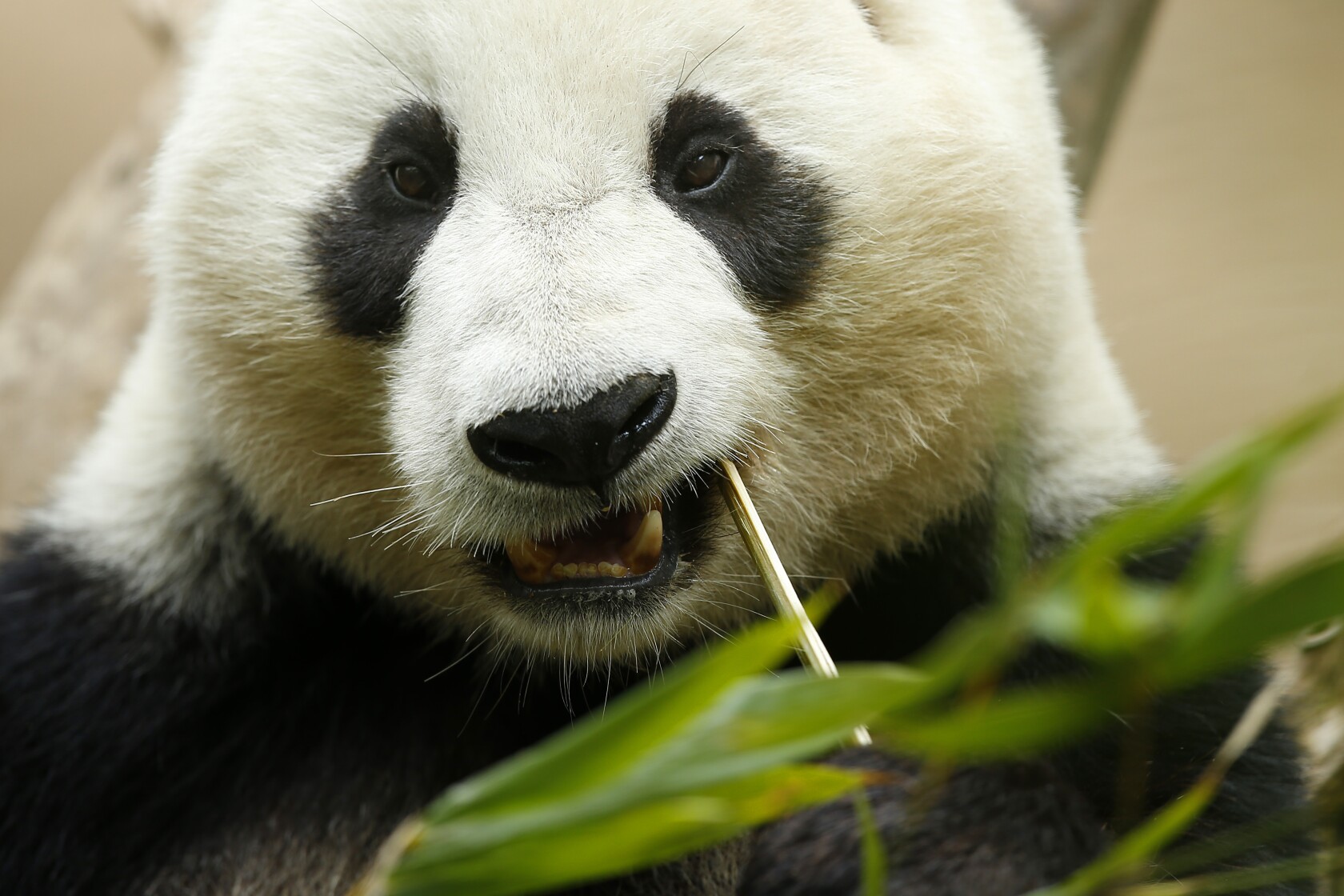 San Diego Zoo Extends Giant Panda Finale To April 29 The San