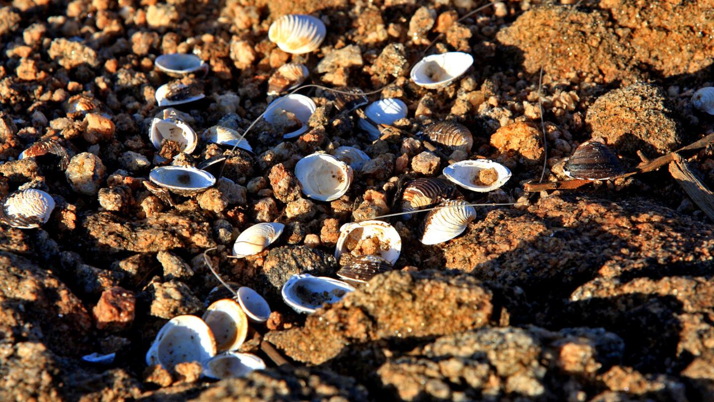 On Assignment: Focusing on the effects of California's persistent drought