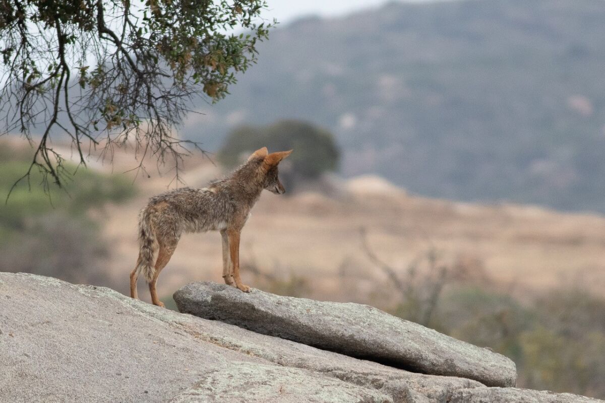 Coyotes typically are seen in canyons and wild spaces, but more have been spotted recently in urban areas of La Jolla.