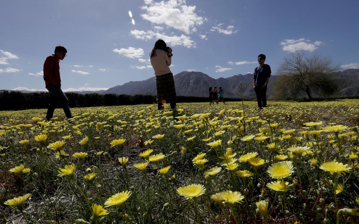 Visitors take pictures in a field of tidy tips near Coyote Canyon in Anza-Borrego Desert State Park on Wednesday, Mar. 13, 2019.