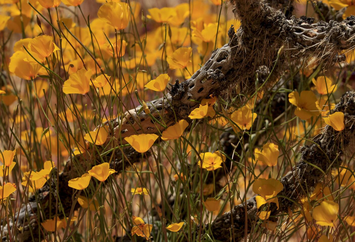 A swath of vibrant yellow wildflowers blooms in Joshua Tree National Park.