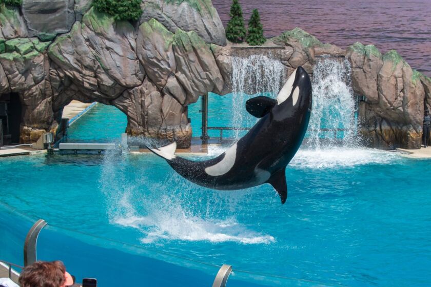 Magnificent Orca at SeaWorld San Diego
