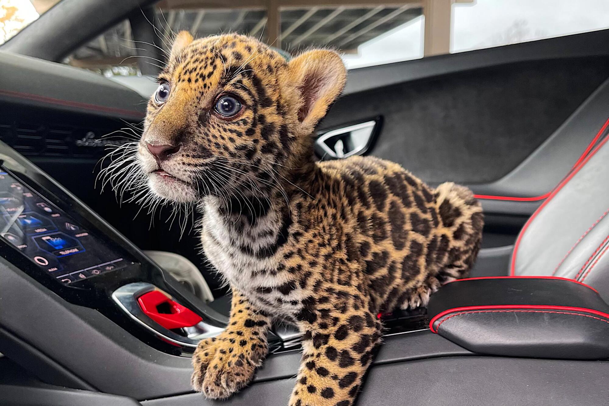 A jaguar cub