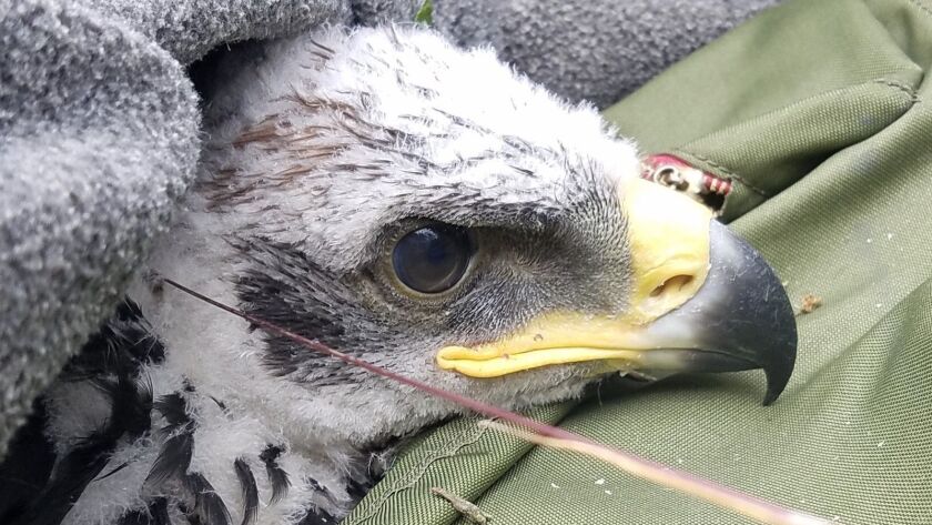 Rare Golden Eagle Nest Found In Santa Monica Mountains For