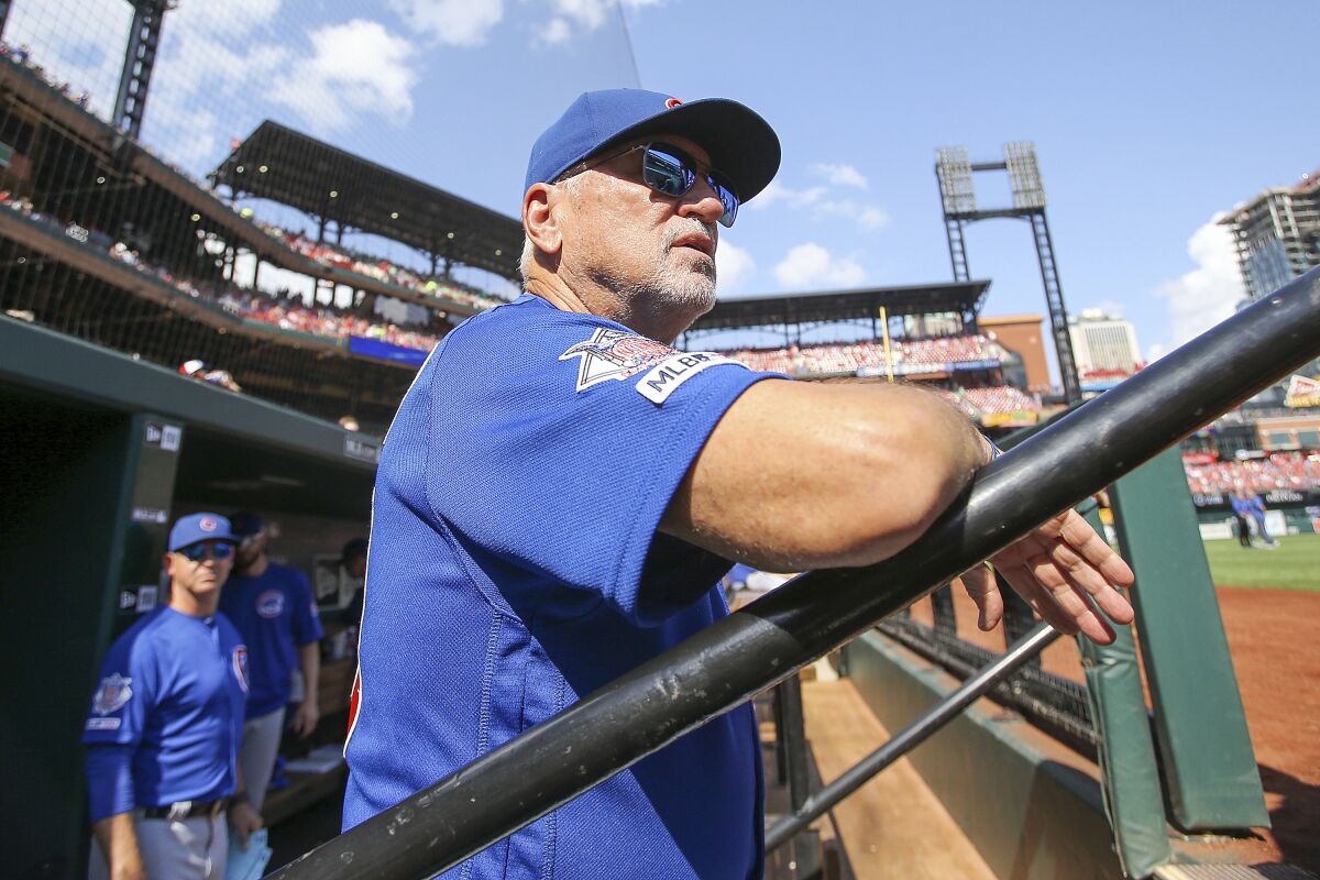 Joe Maddon looks out from the dugout prior to a game between the Chicago Cubs and St. Louis Cardinals on Sept. 29  in St. Louis.