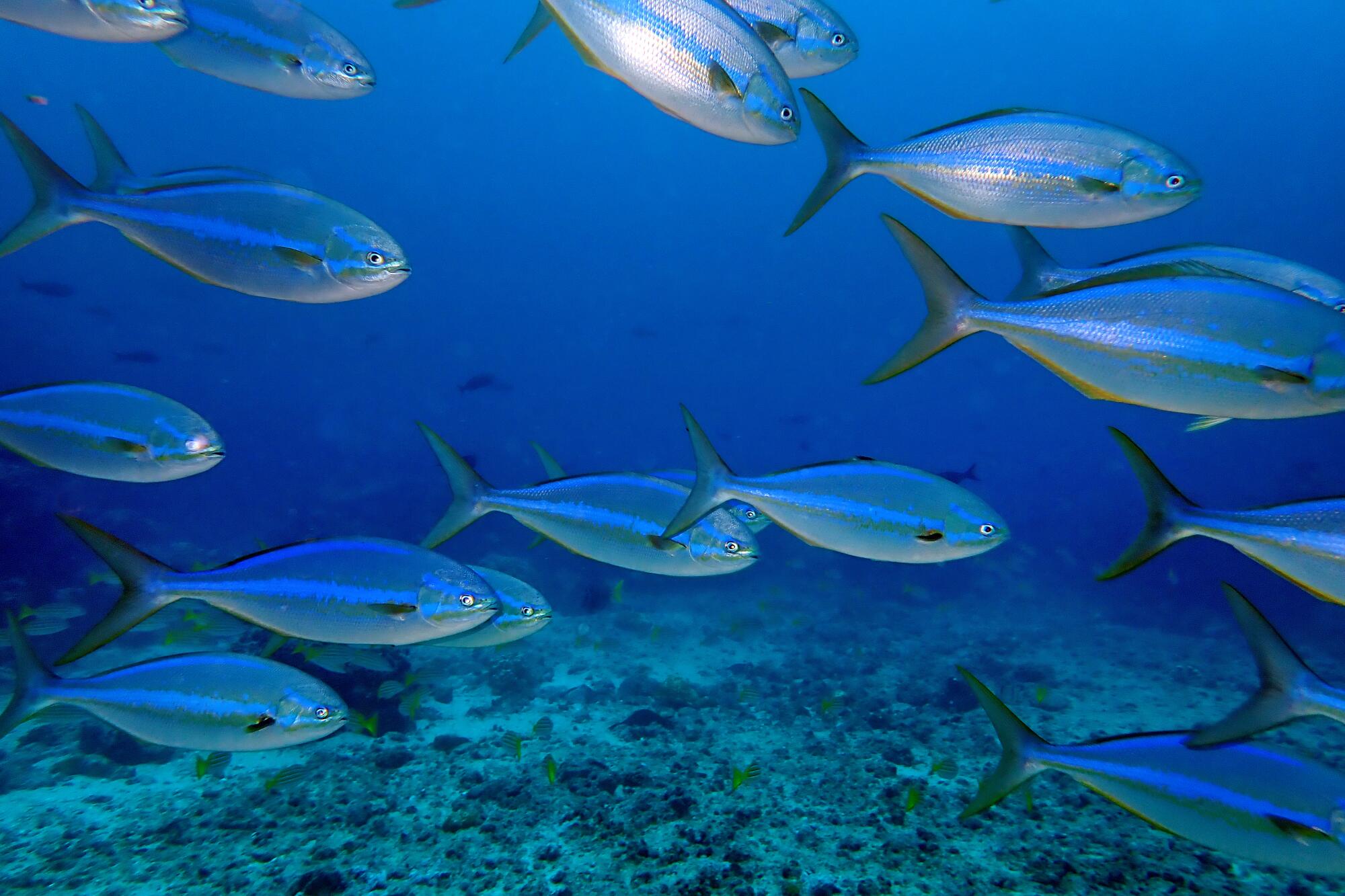 Just south of Galapagos' Marchena Island is a dive spot known by locals as the "fish arena."