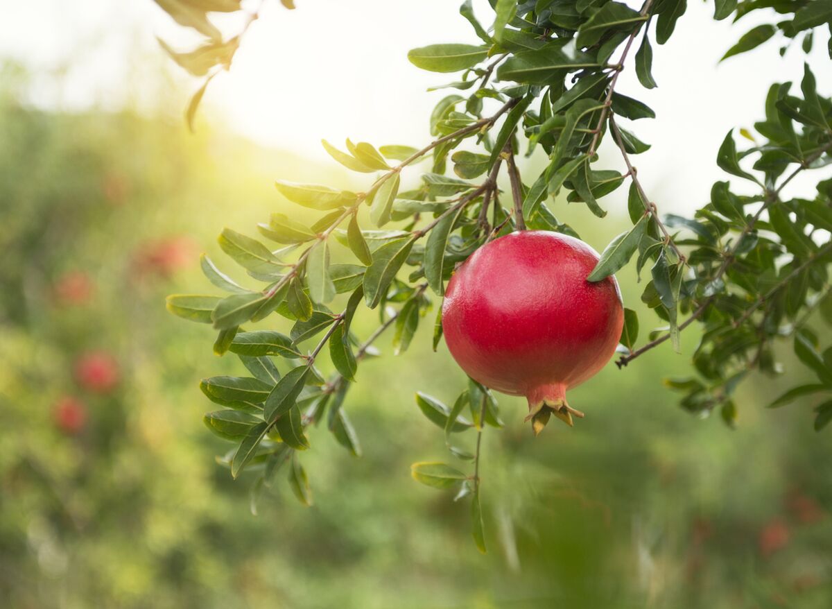 A ripe pomegranate hangs from a tree.