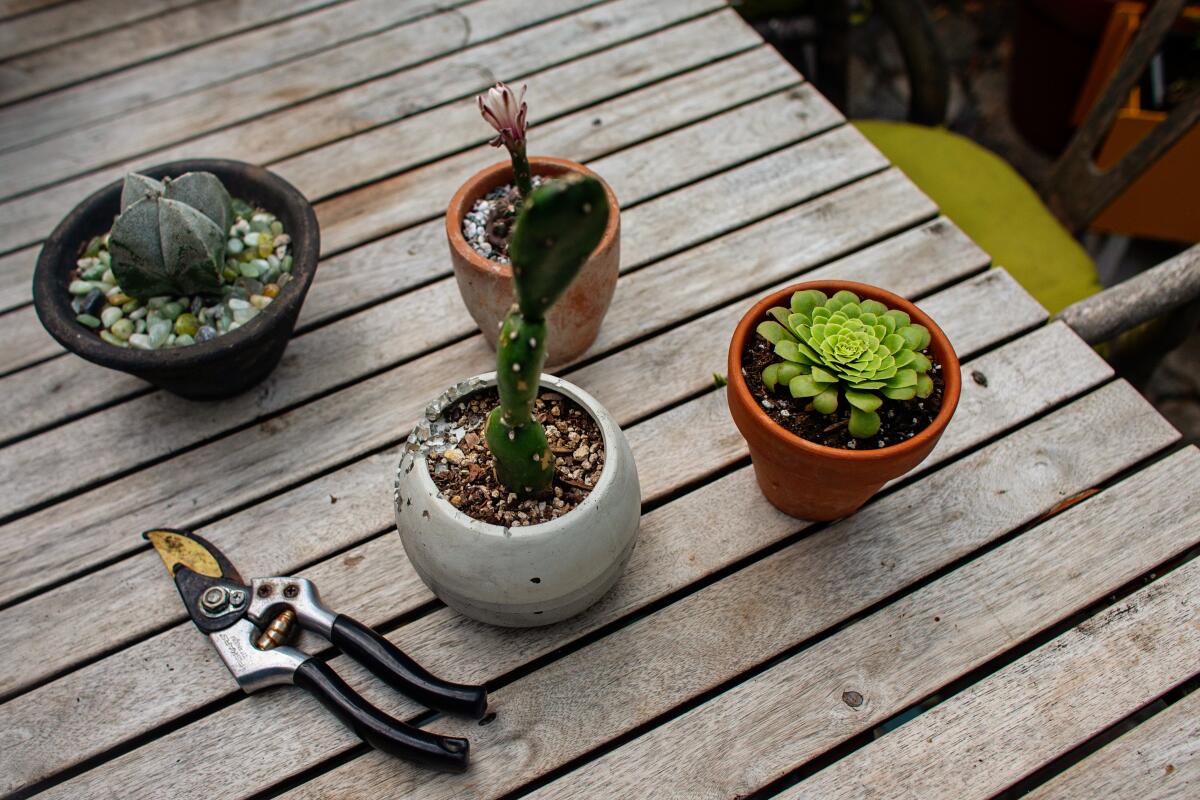 A varsity of small plants sit on a table in a patio