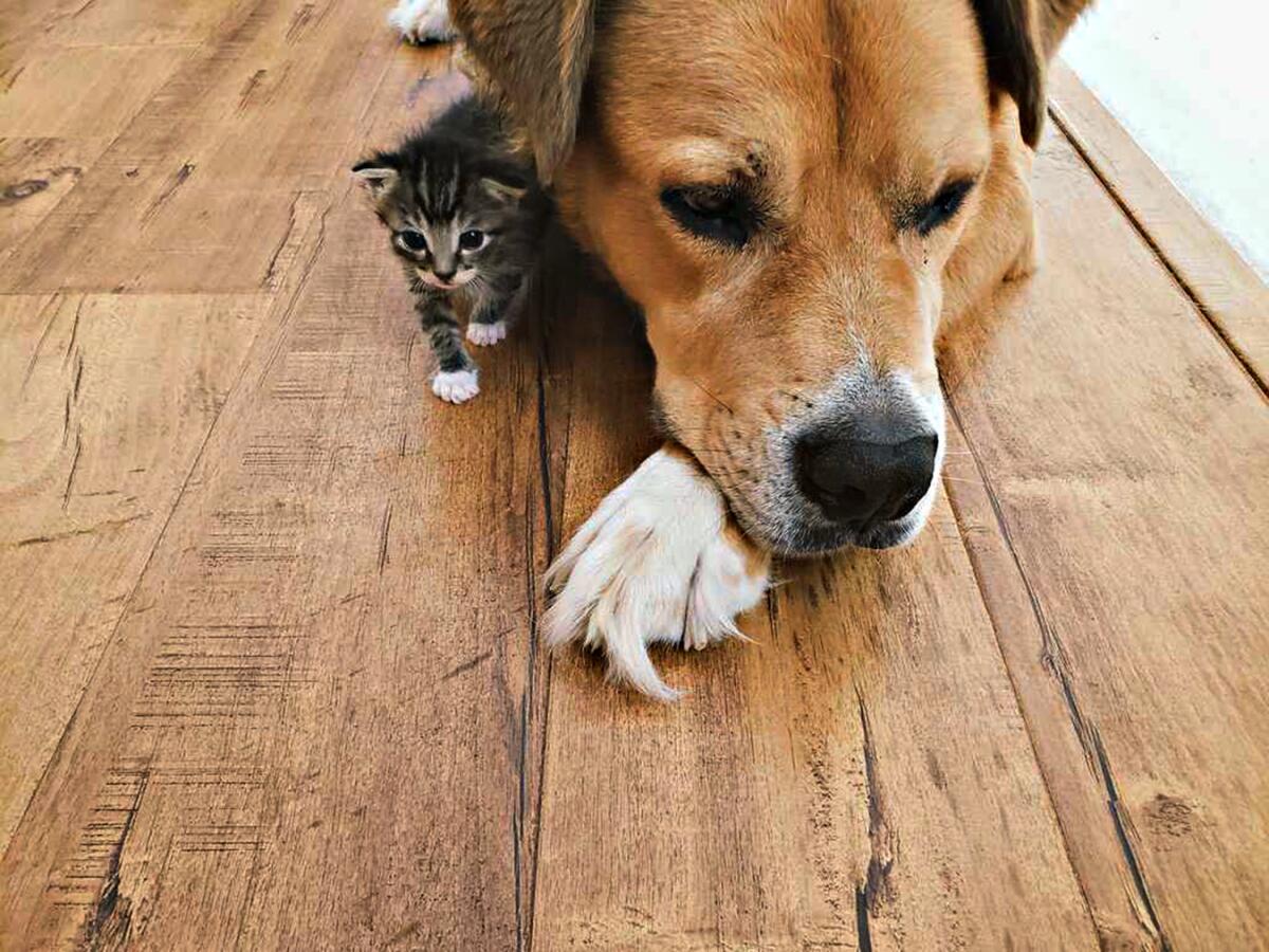 A tiny kitten next to a large dog.