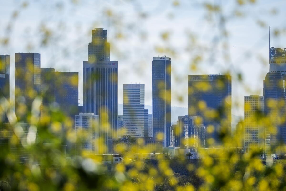 LOS ANGELES, CA - FEBRUARY 27: View of downtown Los Angeles, as seen through a growth of black mustard, from Elysian Park on a summer-like Sunday, Feb. 27, 2022. (Myung J. Chun / Los Angeles Times)
