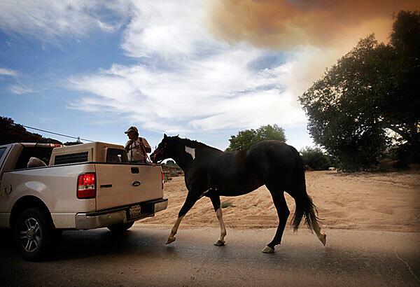 Under mandatory evacuation orders, residents began moving their animals and fleeing their homes as the Station fire approached the rural town of Acton on Sunday.