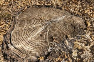In addition to a tree’s age, its rings can provide information about climate data and fires.