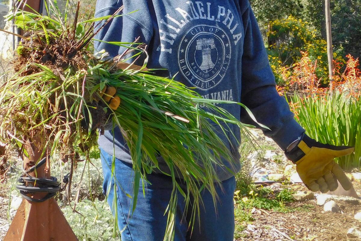 A cropped photo of a person holding a huge handful of weeds